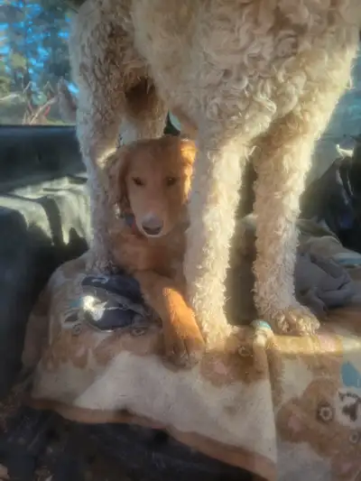 Happy, home raised puppies. 4 months old. 1st shots, 3 dewormings, nails clipped. Healthy clean, nic...