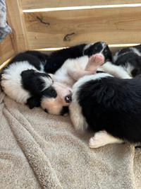 Border Collie Puppies for sale