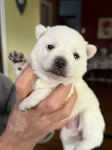 Mixed Alaskan Pomsky Klee Kai Pups Mini husky beautiful and rare Husky Pomeranian Pug and Klee Kai N...