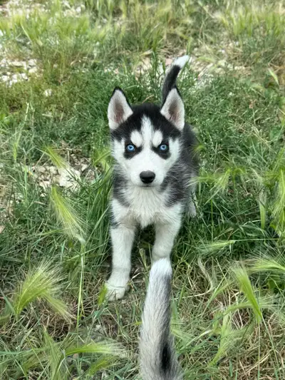 PUREBRED SIBERIAN HUSKY, View more