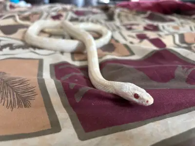 Proven breeder female corn snake Eats a large F/T mouse every week Food motivated but not aggressive