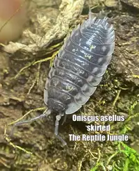 Oniscus asellus- skirted isopods 10 count, bioactive