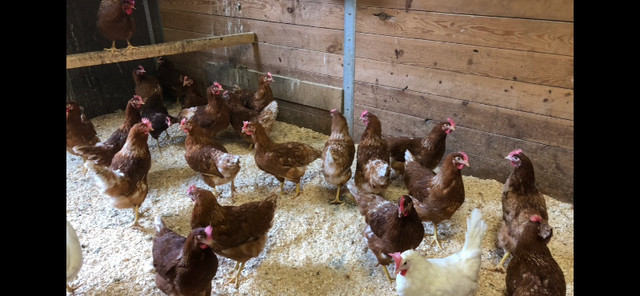 Chickens in Livestock in Oshawa / Durham Region - Image 2