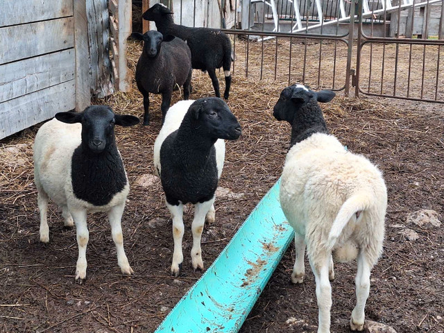 Ram lambs  in Livestock in Belleville - Image 3