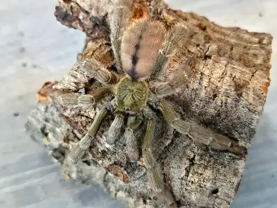 3" female Psalmopoeus cambridgei (trinidad chevron tree spider). Comes in brand new, fully setup 8x8...