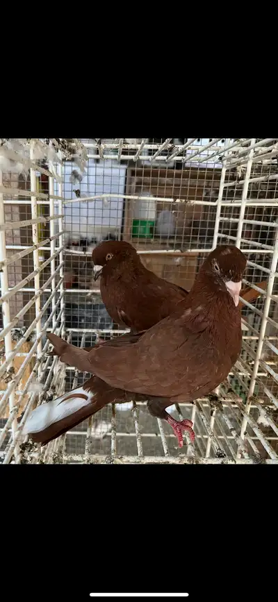 Pigeon fancy, View more