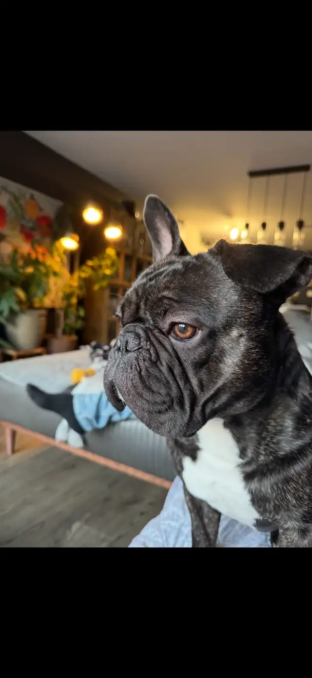 Bouledogue français in Dogs & Puppies for Rehoming in City of Montréal - Image 3