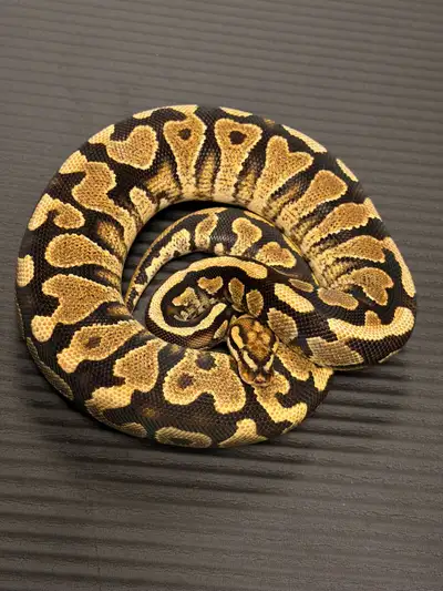 Here are some details: * Species: Ball Python * Morph: RedStripe YB Spotnose het clown ball python *...