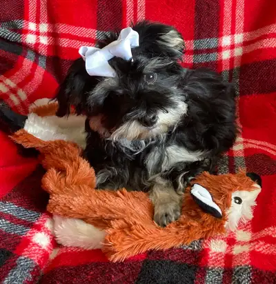 Havanese female Colleen, View more