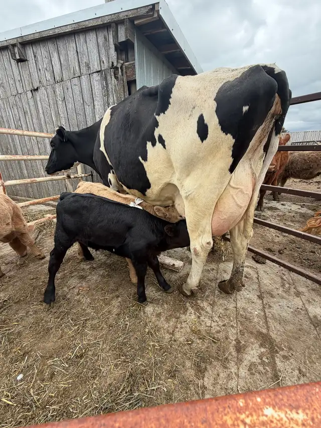 Exposed Nurse Cows  in Livestock in Lethbridge - Image 9