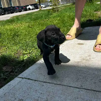 Cane Corso Bull Mastiff, View more