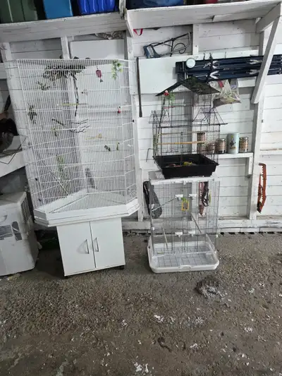 cage oiseaux , View more