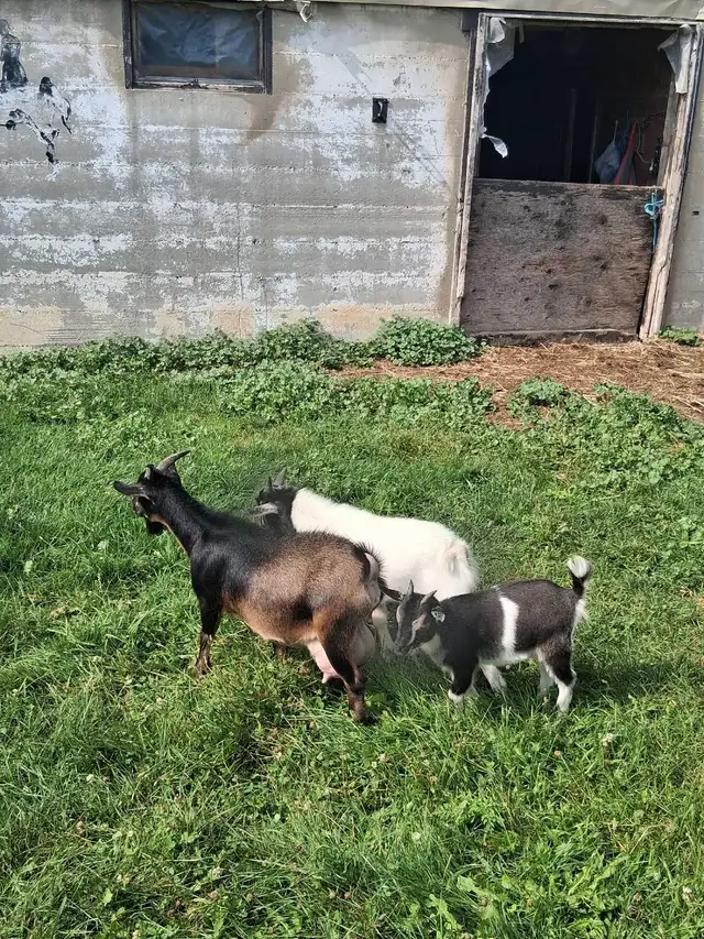 Pygmy Goats in Livestock in Owen Sound - Image 3