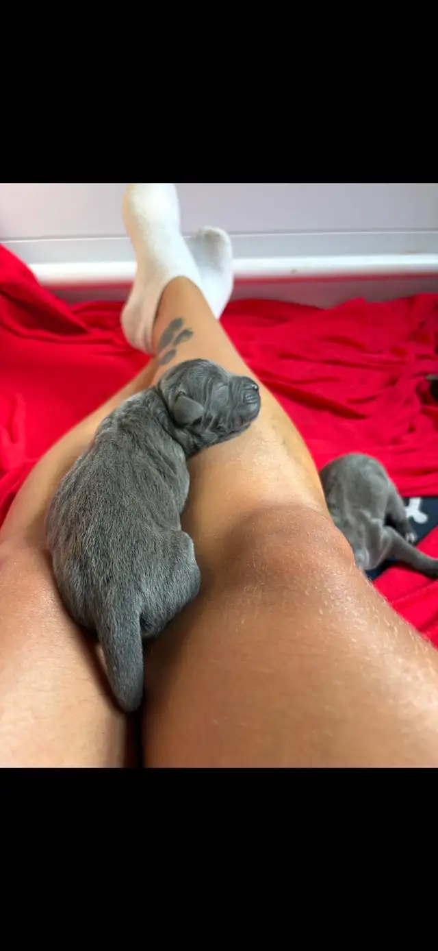 bébés chiens Canecorso à vendre in Dogs & Puppies for Rehoming in Laurentides - Image 4