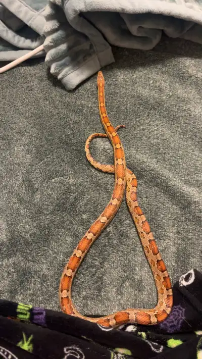 corn snake, tank, bedding ,water bowl ,, View more