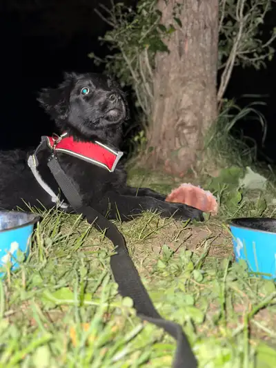 Meet this gorgeous Lab/Shepherd mix puppy, only 3 months old and ready to find a loving home! This a...