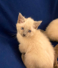1 Female Siamese Kitten