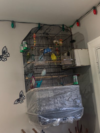 Budgies birds for sale