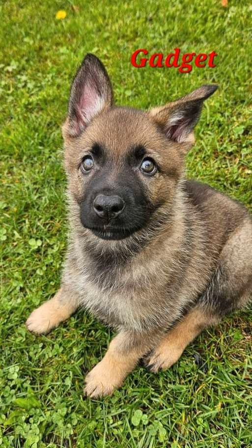 CKC German Shepherd puppies in Dogs & Puppies for Rehoming in Stratford