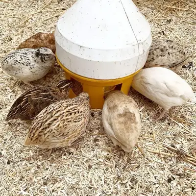 Coturnix Jumbo Quails , View more