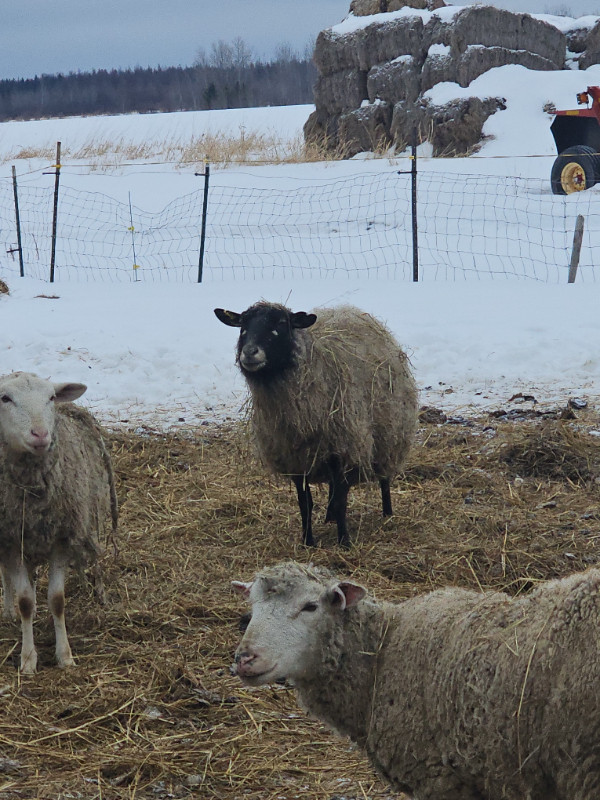 Ewes available in Livestock in Sudbury
