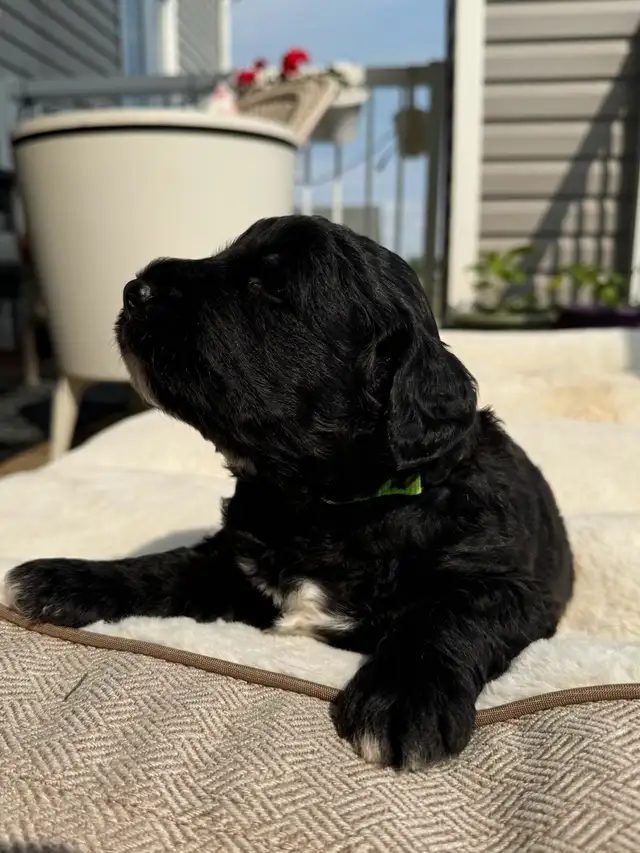 Standard F1 Bernedoodle puppies available July 10, 2025 in Dogs & Puppies for Rehoming in Grande Prairie - Image 3