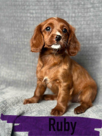 Adorable Cavapoo puppies *only 3 left*