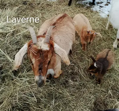 Nigerian Does and Bucklings available, View more
