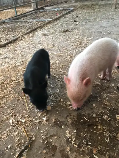 3 male intact pot-bellied pigs available. 2 pink, 1 black, 9 weeks old. $40 each.