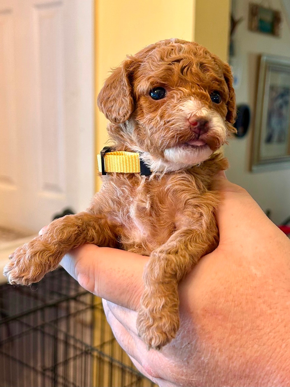 Cockapoo Puppies | Dogs & Puppies for Rehoming | Dartmouth | Free local ...