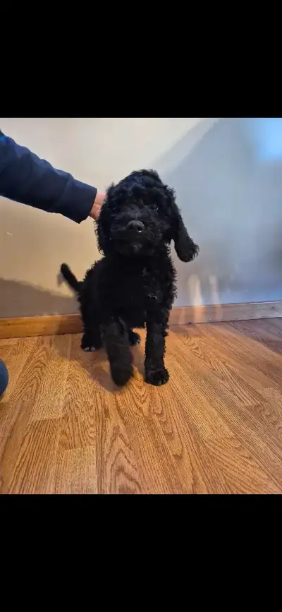 EASTER SPECIAL !!!We have 2 beautiful purebred standard poodles left looking for their forever homes...