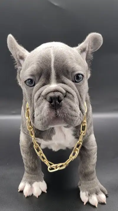 Bulldog francais french bouledogue, View more