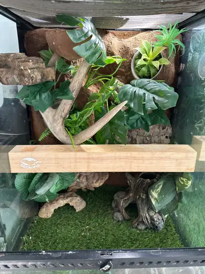 creasted gecko with terrarium, View more