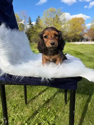 Shaded Red Mini Dachshund Puppies, Long Hair, View more
