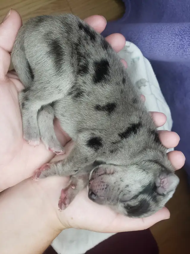 CKC Registered Great Dane Puppies in Dogs & Puppies for Rehoming in City of Toronto - Image 7