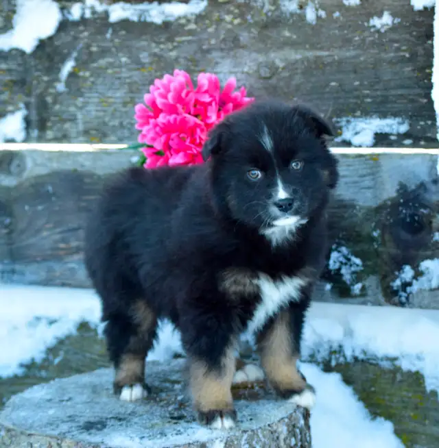 Miniature Australian Shepherd Pups in Dogs & Puppies for Rehoming in Edmonton - Image 10