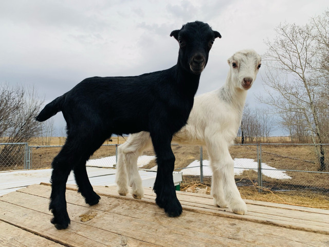 Nanny goat for sale with two doelings  in Livestock in Prince Albert - Image 2