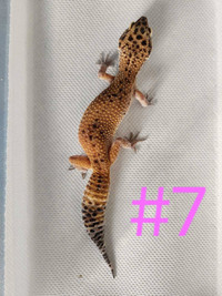 Gecko leopard femelle