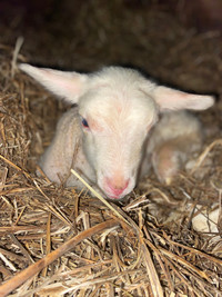 Ram lamb East Friesian 