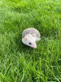 Male hedgehog 9 months old 