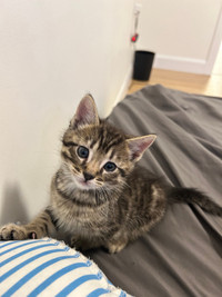  kitten adoption 