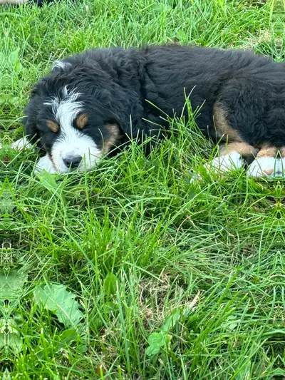 Bernese/ Newfoundland Puppies ready to go July 12th, View more
