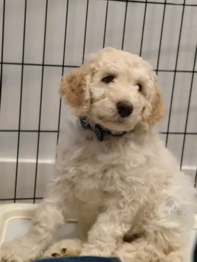 F1B Goldendoodle Puppy, View more