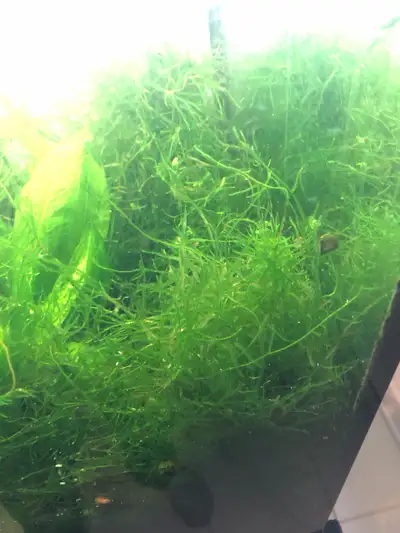 aquarium moss for trade, View more