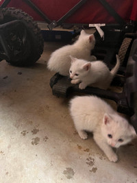 Rare pure white Manx kittens for adoption