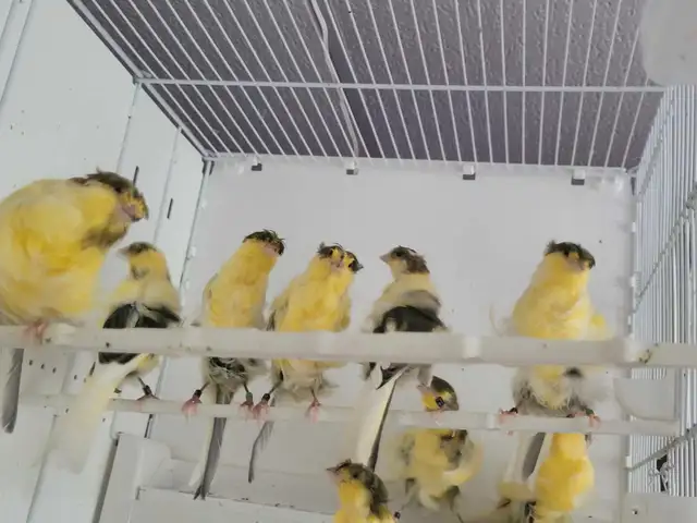 Padovane 2025 in Birds for Rehoming in Québec City - Image 2