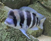 African cichlid Frontosa