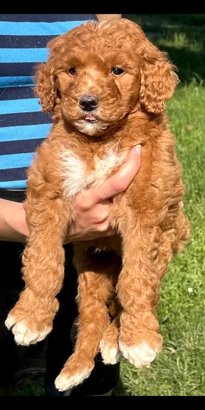 Standard poodle puppies, View more