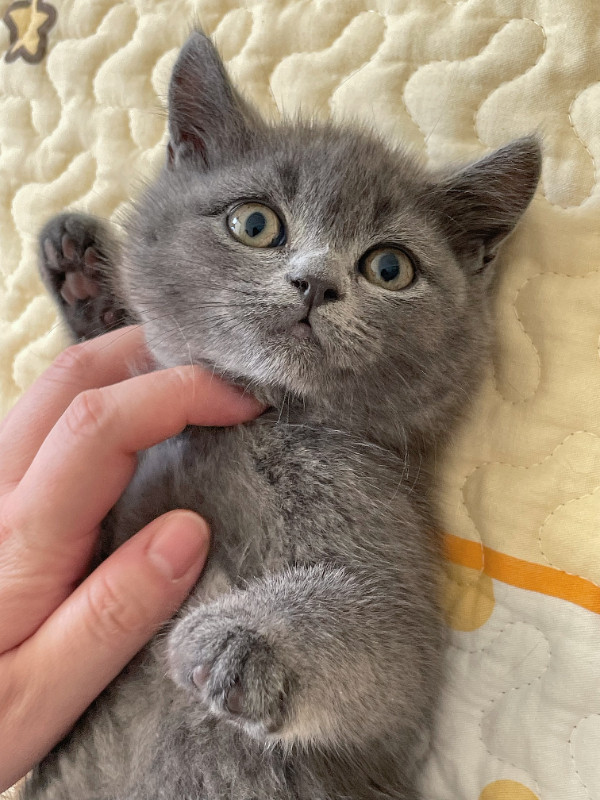 Purebred British Shorthair in Cats & Kittens for Rehoming in Burnaby/New Westminster