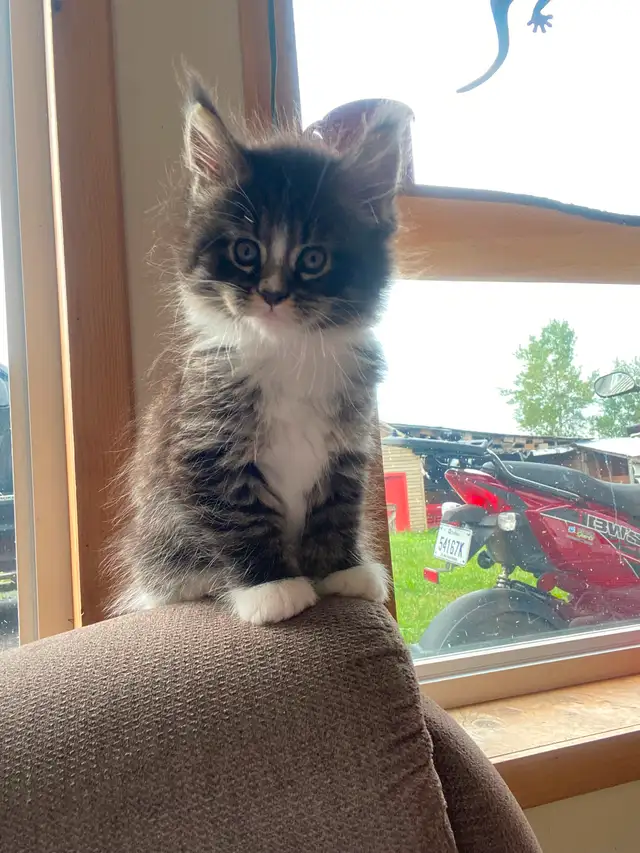 Chatons Maine coon in Cats & Kittens for Rehoming in Québec City - Image 2